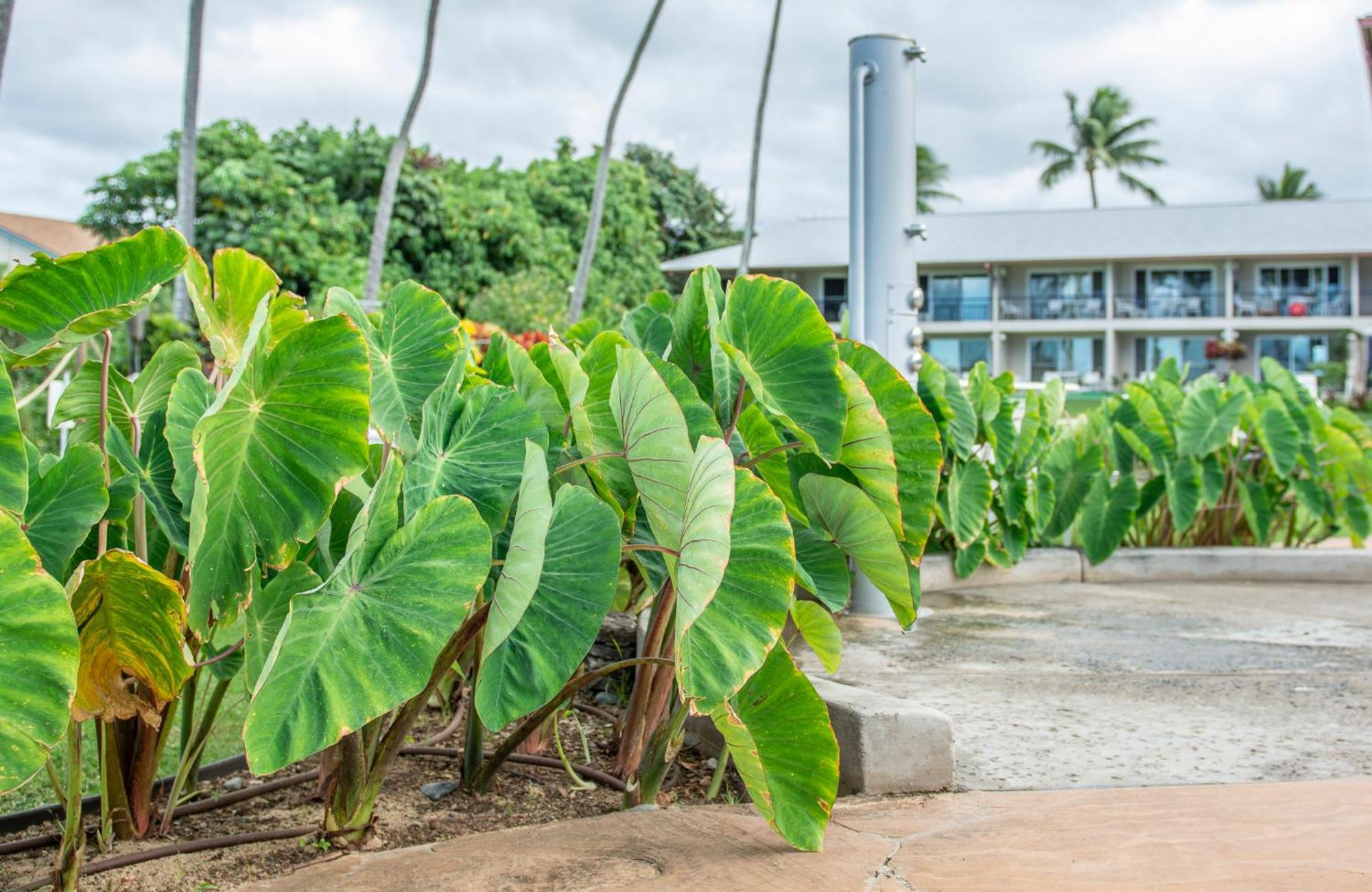 Napili Surf Beach Resort By Castle Kapalua Luaran gambar